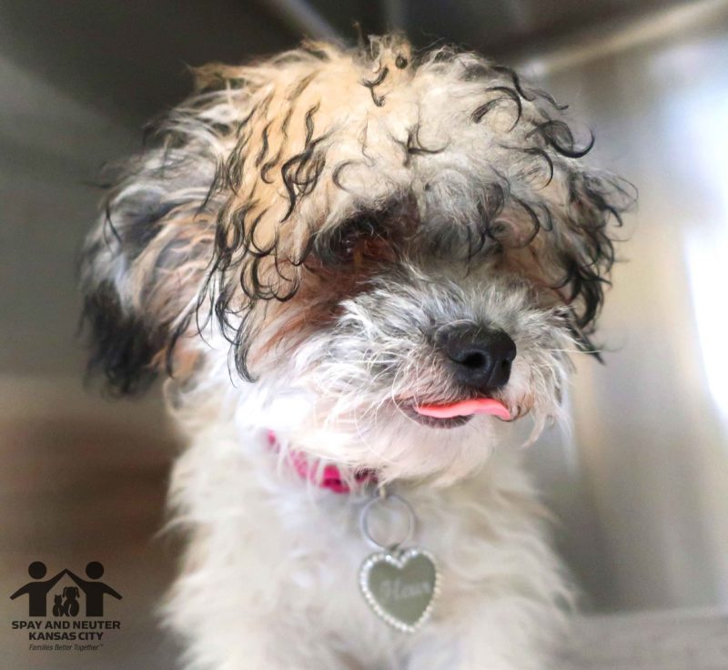 a dog sticks its tongue out while standing in a kennel