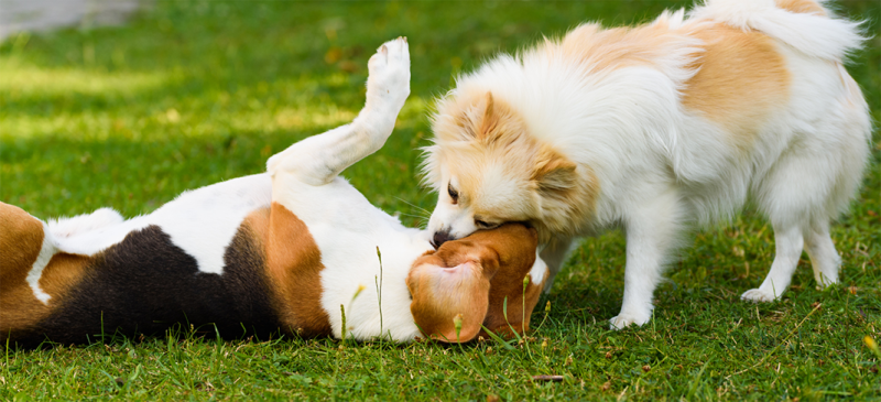 Two dogs playing happily together. 