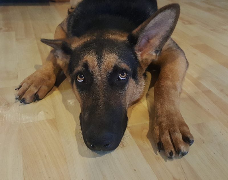 A dog lays on the ground looking up at the camera