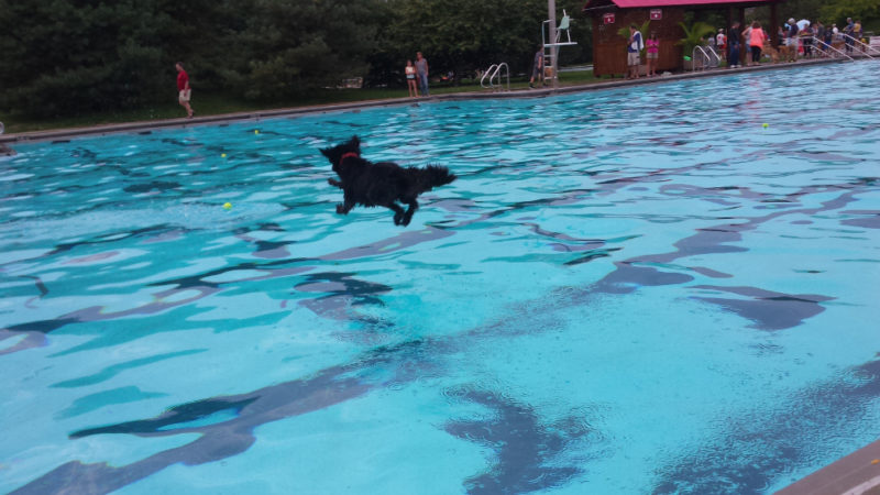 Some dogs are naturally dock dogs and will fly into the water enthusiastically. 