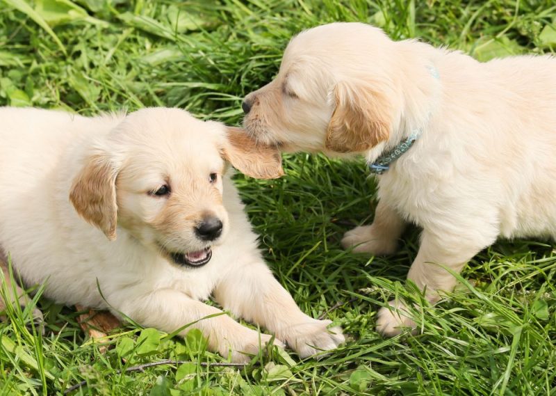 Two sibling golden retriever puppies playing. 
