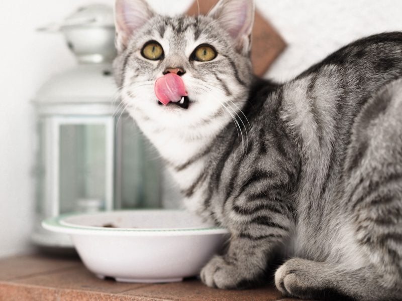 a cat licks its lips after eating food