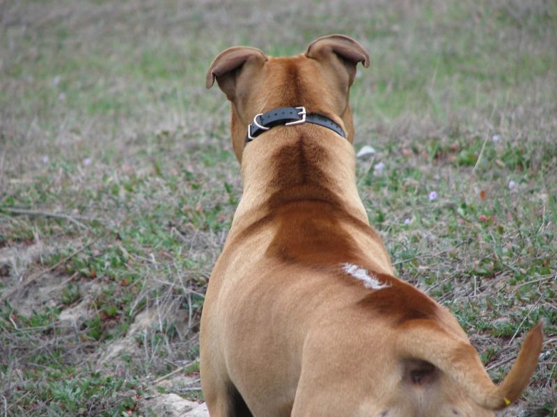 A dog looks away from the camera toward something we can't see