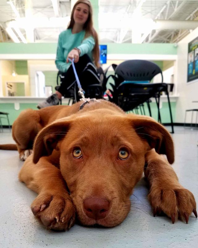 A dog lays on the floor and makes a sad face at the camera.