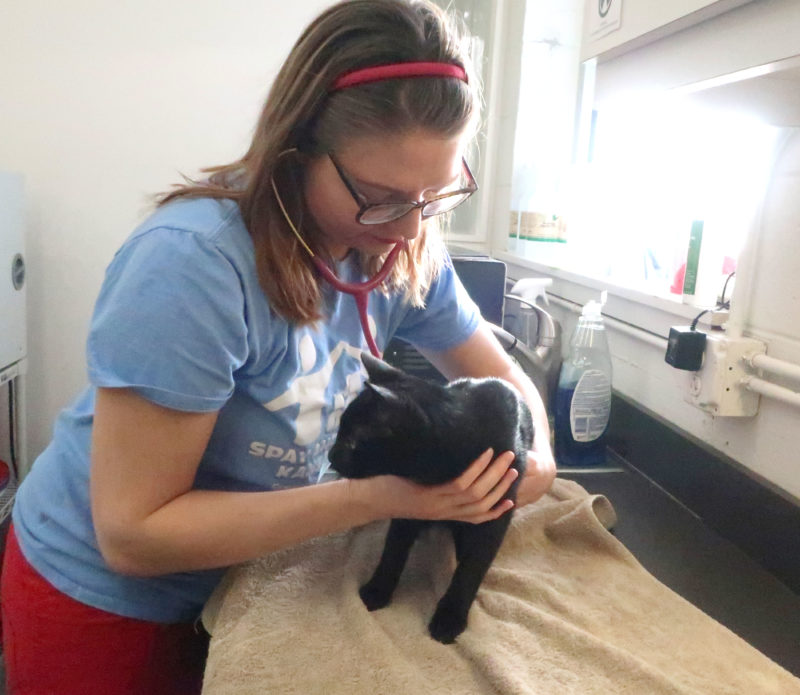 A veterinarian listens to the heartbeat of a black cat.