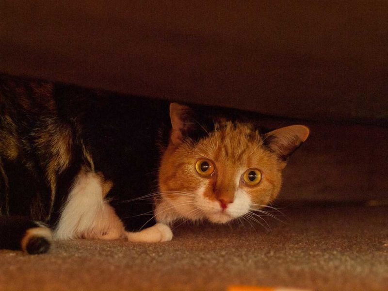 A cat looks at the camera from its hiding place under the bed.