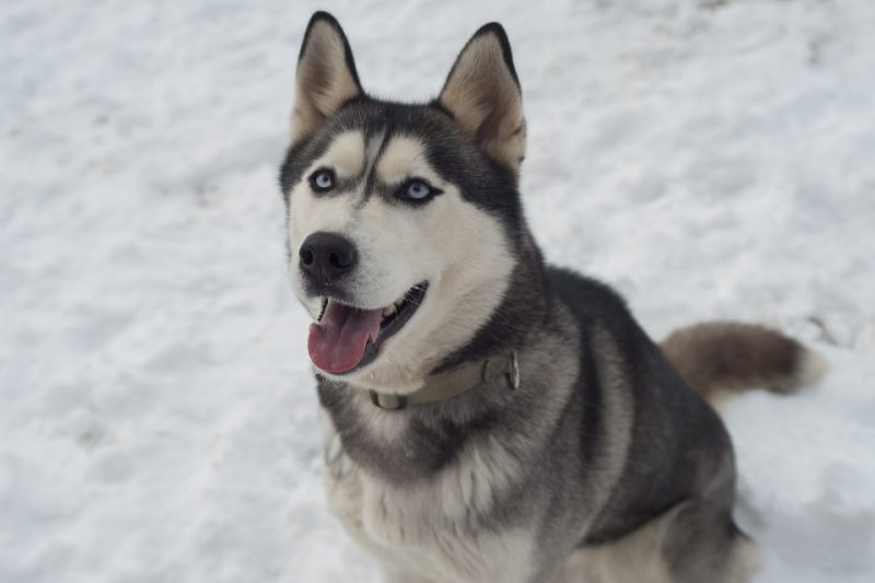 black and white husky with blue eyes sitting in snow