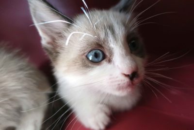 a kitten peers up at the camera