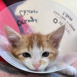 kitten spay neuter