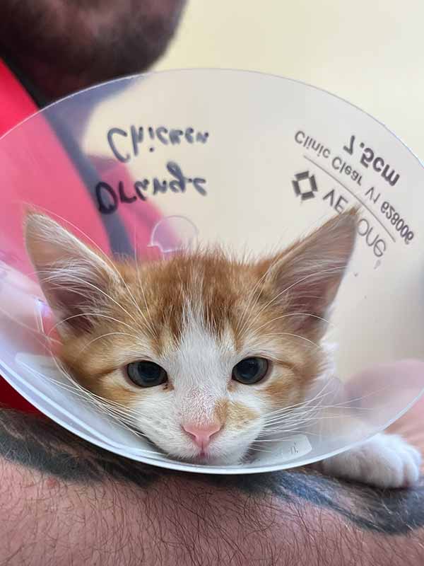 kitten spay neuter