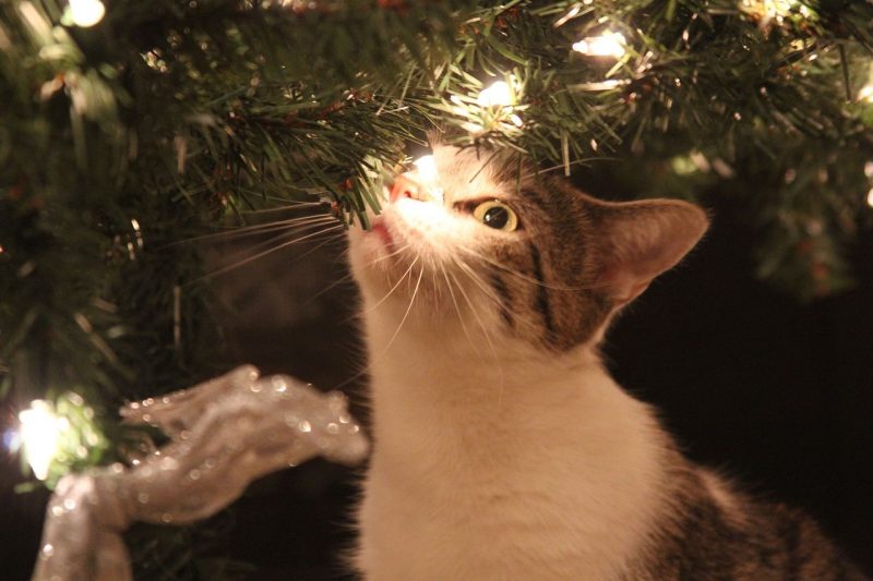 Cats love all the fun things to play with on a Christmas tree