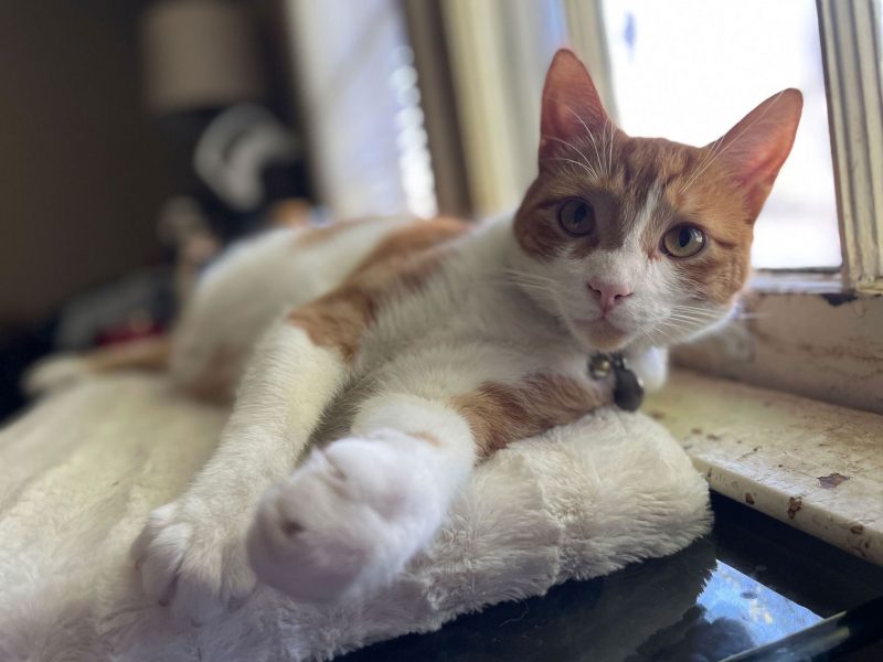 An orange and white kit lays near a window