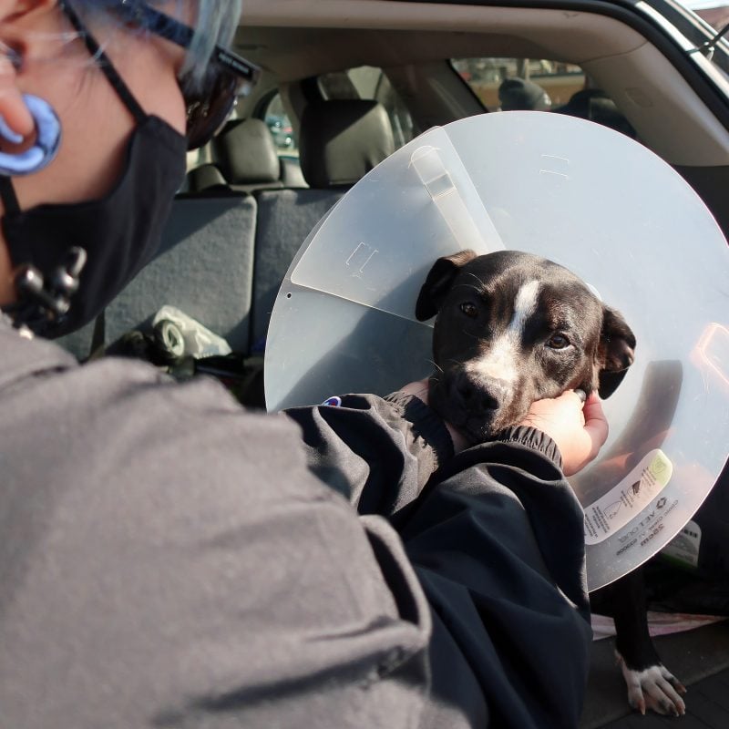 black lab pit mix going home after spay surgery