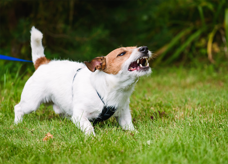 A small dog snarling angrily. 