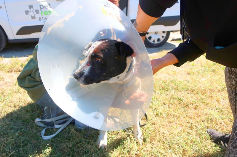 A dog wears a plastic cone