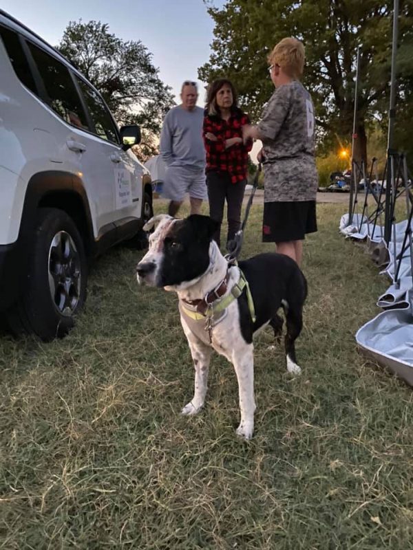 A dog stands in a field while people talk behind him