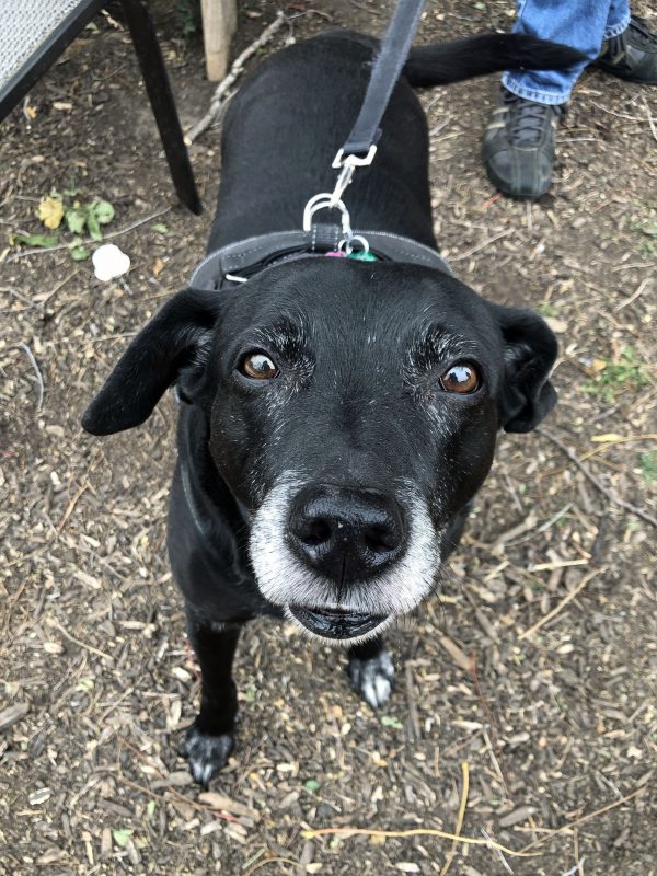 Black lab mix service dog