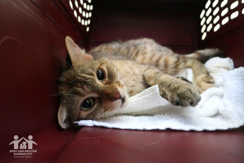 A tabby cat lays on her side in a carrier and looks toward the camera