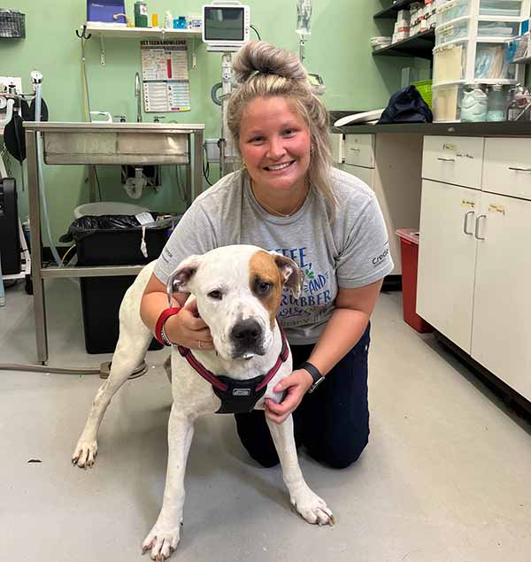 Max at PRCKC getting heartworm treatment
