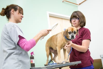 Dog in Wellness Clinic