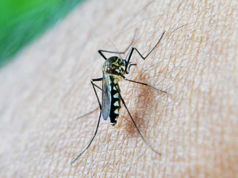 Parasites like mosquitoes are responsible for aggravation and the spread of disease. 