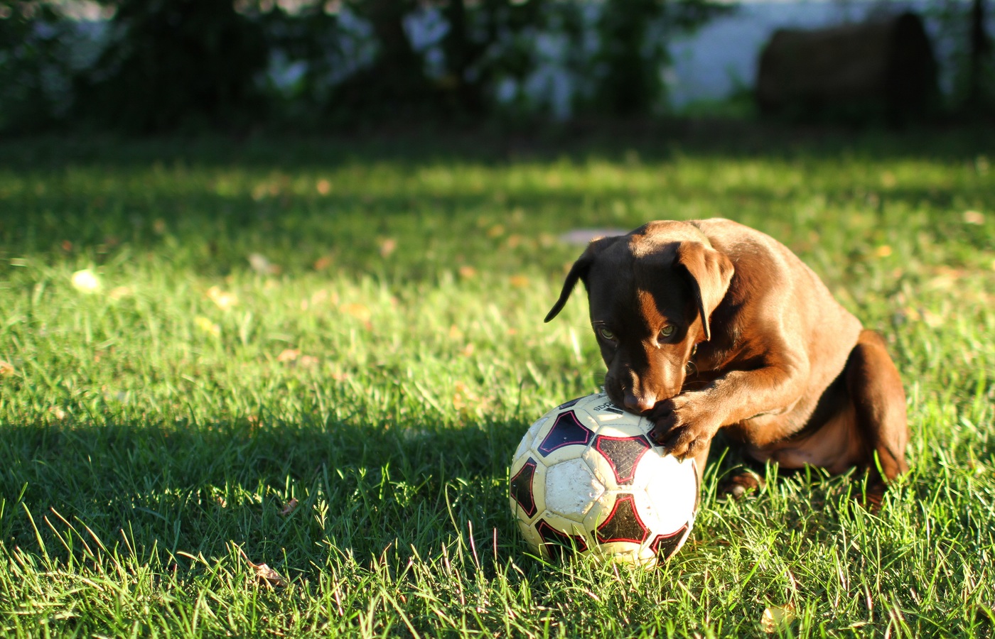A puppy plays with a soccer ball on a lawn
