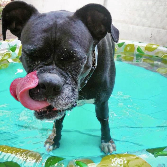 black boxer in kiddie pool