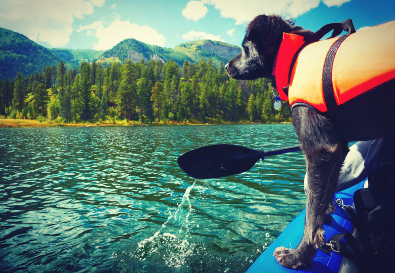 A personal flotation device is a smart move anytime your dog is one or near the water.