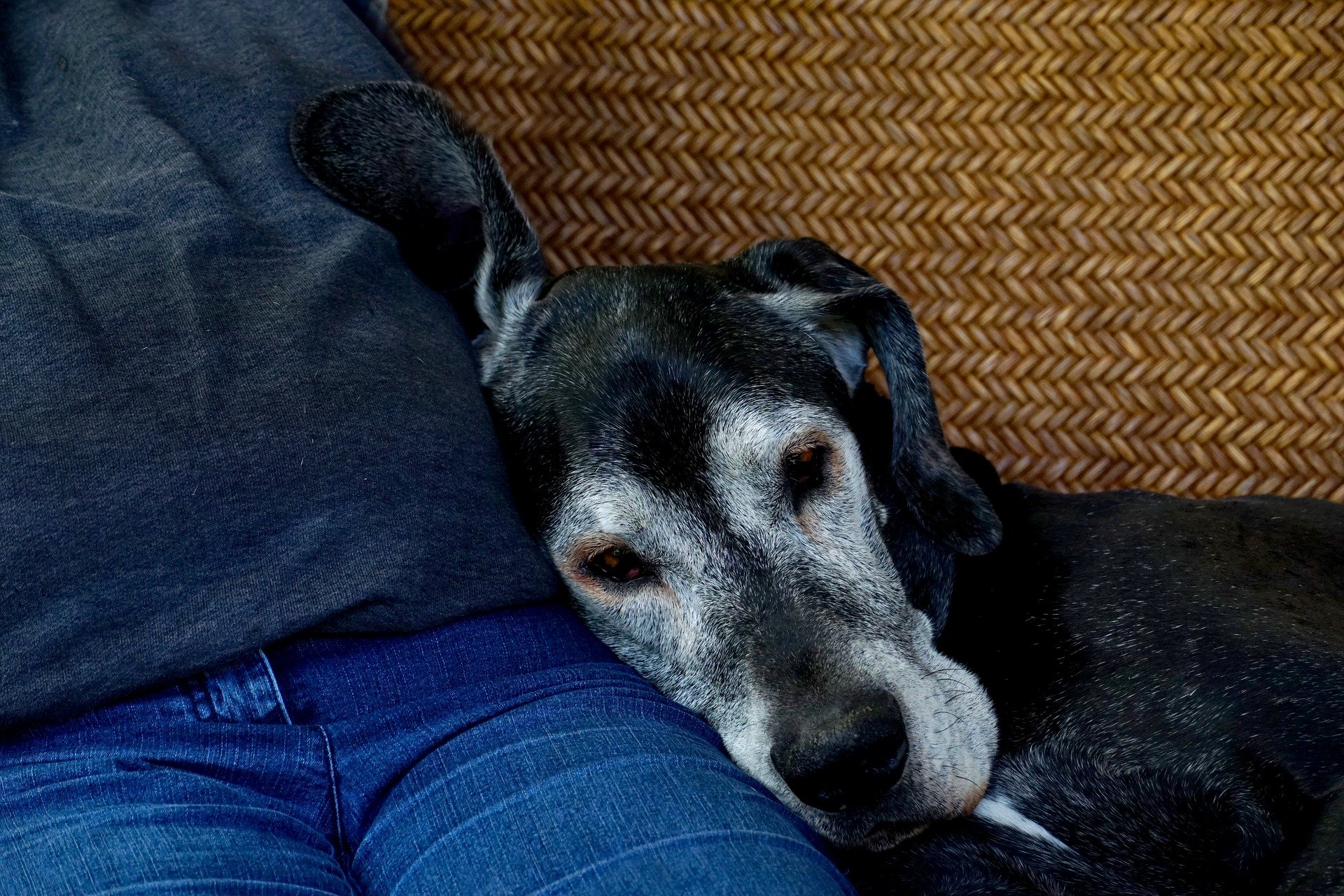 An old dog lays next to his owner on the couch