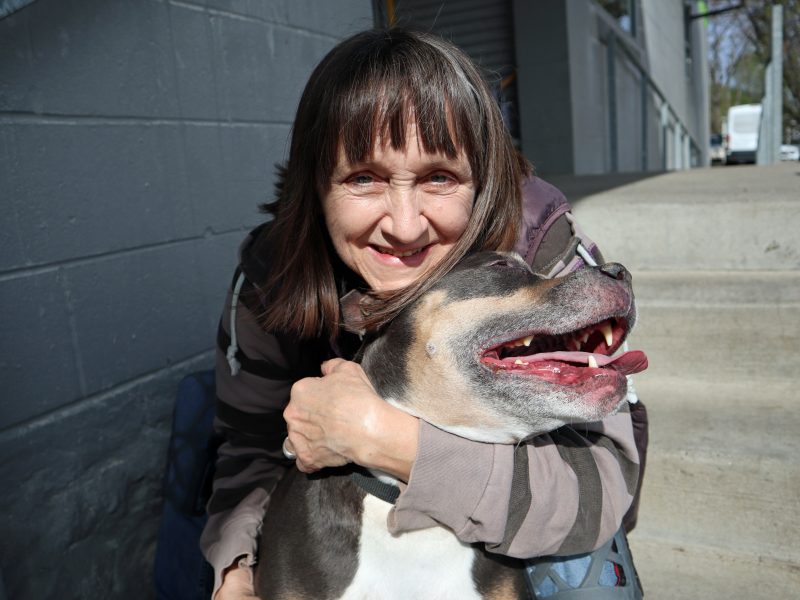 woman hugging blue fawn pit bull