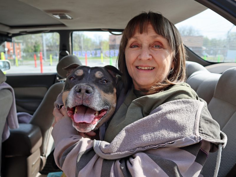 smiley blue fawn pit bull with happy owner