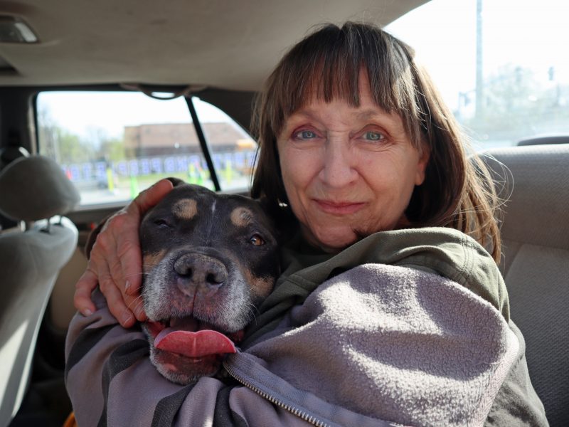 happy blue fawn pit bull with her owner