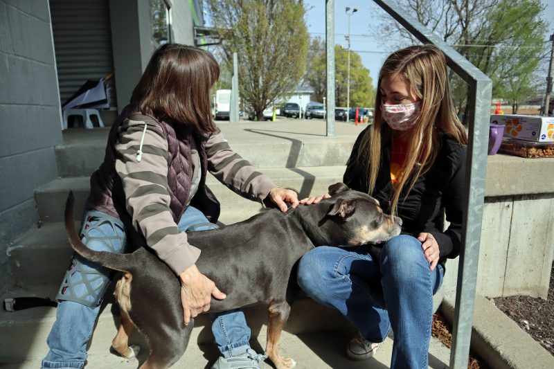 blue fawn pit bull visiting the vet