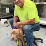 pet emergency surgery