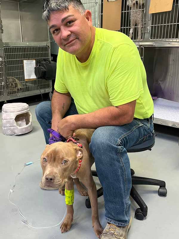 pet emergency surgery