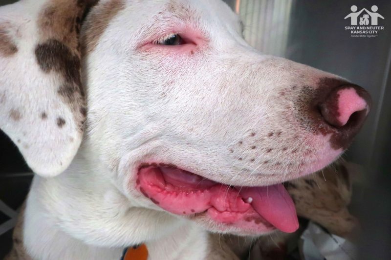 Close up of a white dog's face