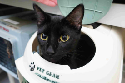 A black cat pops its head out of its carrier