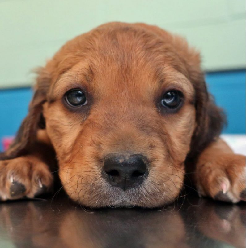 brown mixed breed puppy