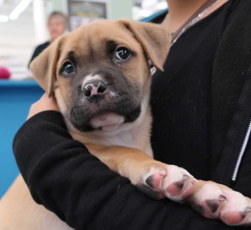 A puppy looks off into the distance while being held by their owner.