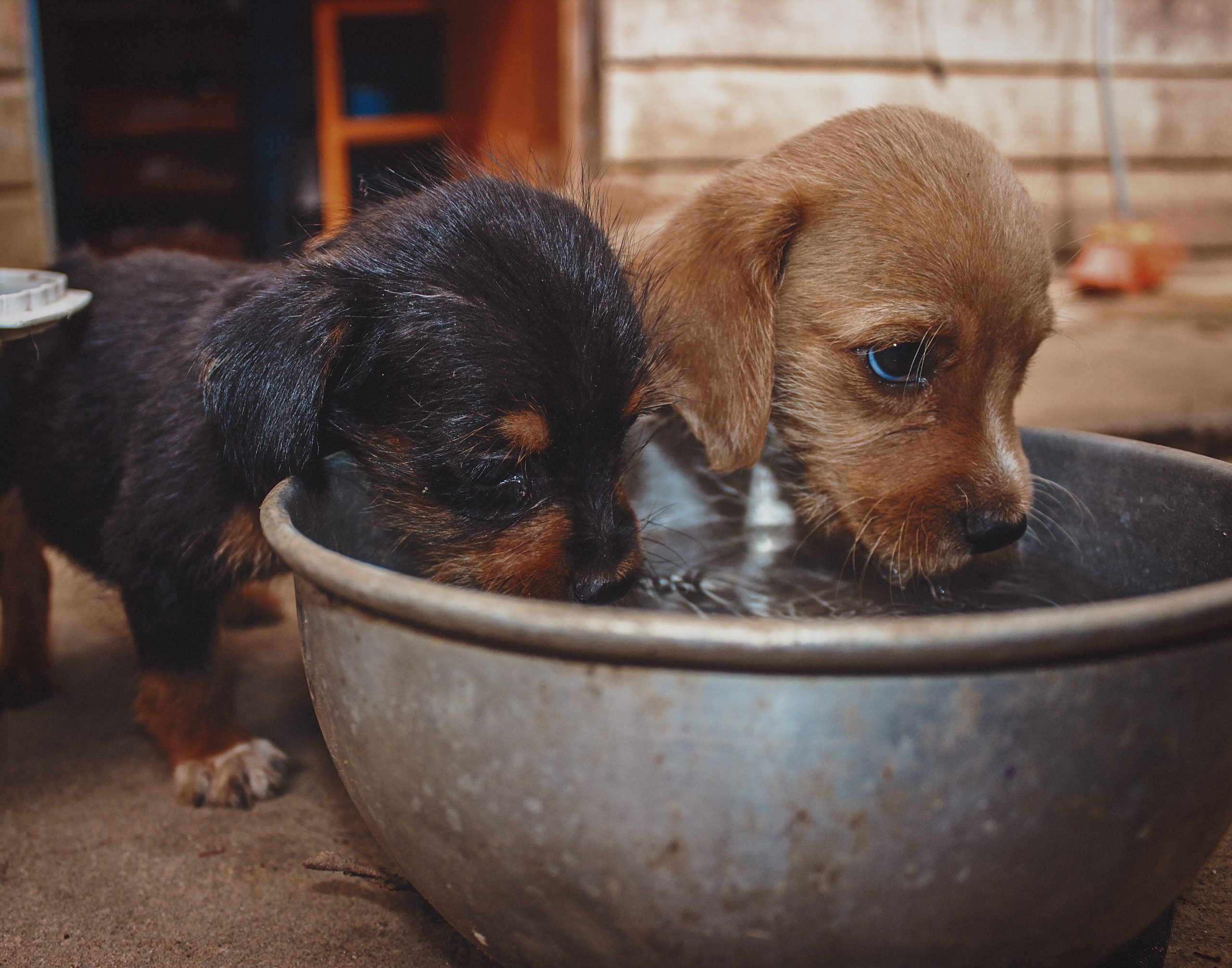 Two puppies drink water out of a bowl