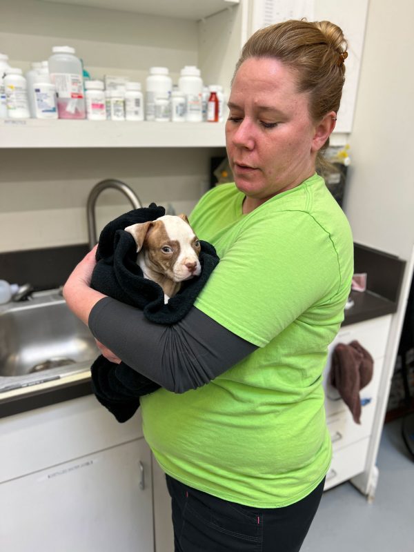 a vet tech holds a puppy that is wrapped in a towel
