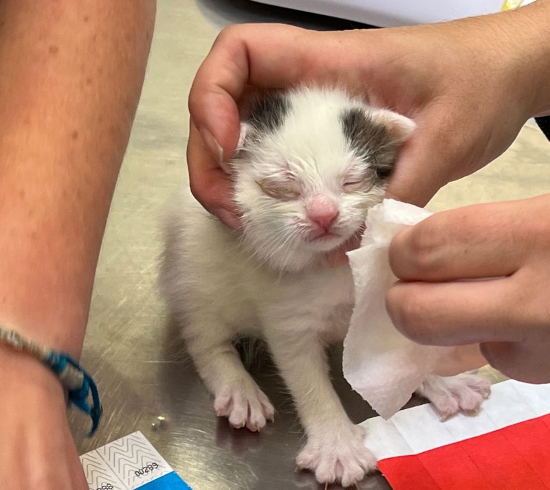 A kitten with an upper respiratory infection gets their eyes wiped