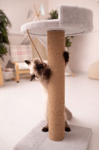 a Siamese cat uses their scratching post