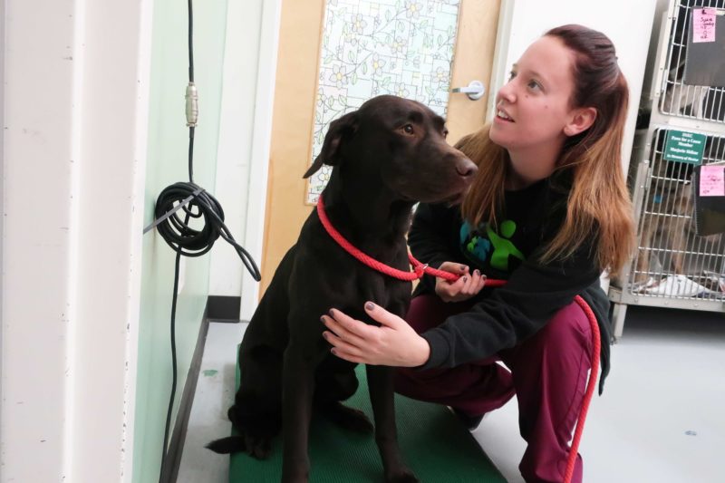 A vet teach weighs a large, brown dog.