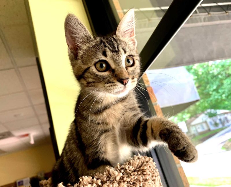 A cat sits on top of a cat tower, one paw extended.