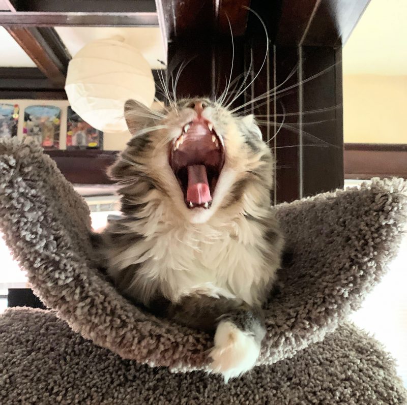 A gray and white cat yawns at the top of a cat tower