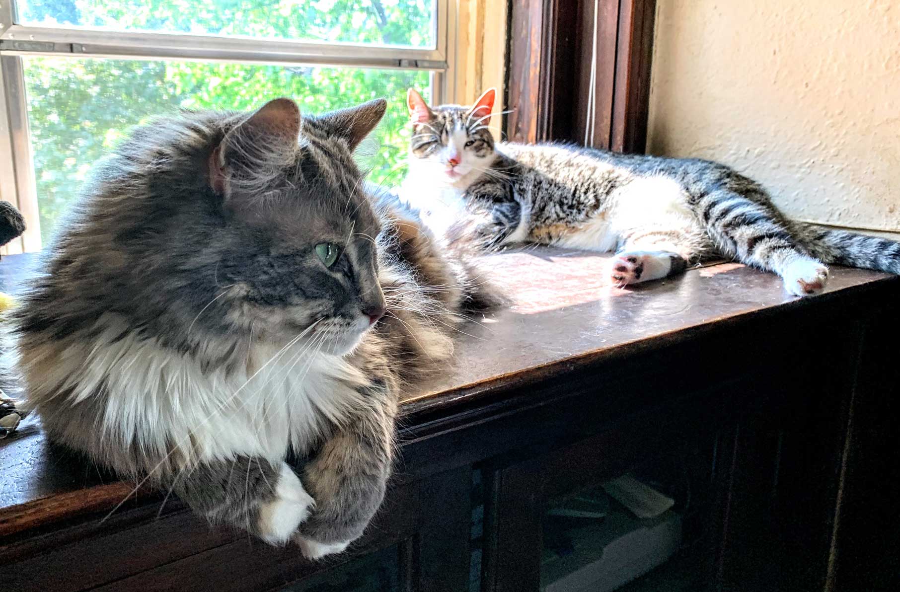 Two cats lay atop a mantle