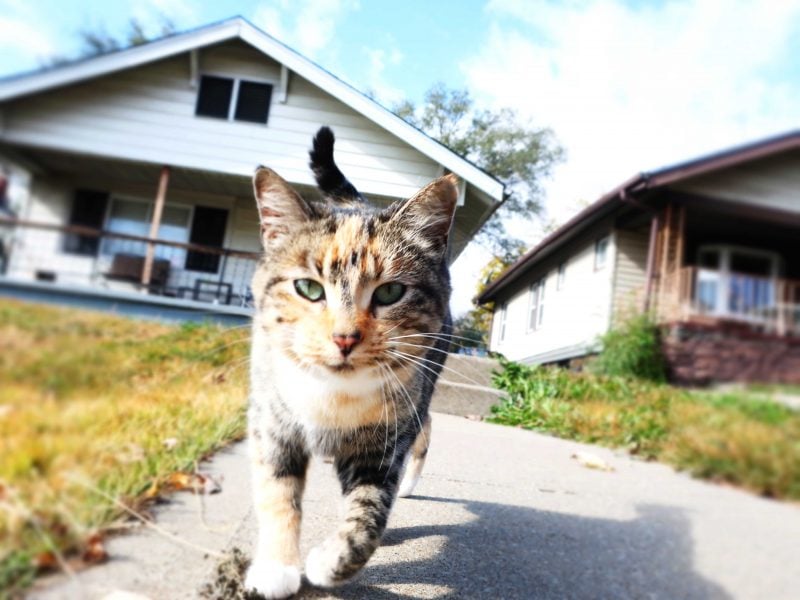 A calico cat walks toward the camera