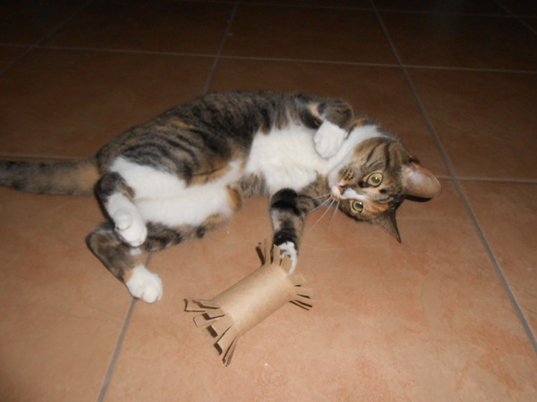 a cat plays with a toy made from a toilet paper roll