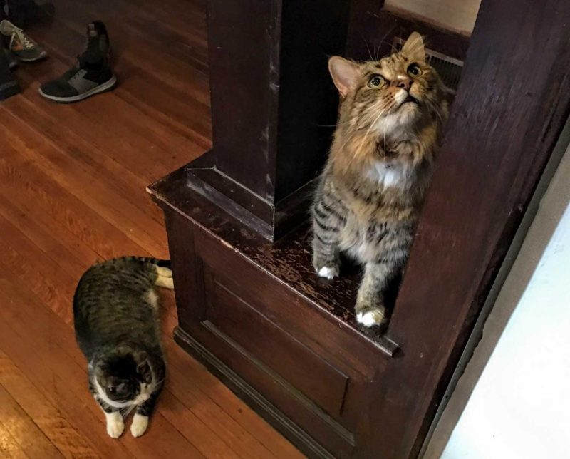 Two cats, one laying on the floor, the other looking up.